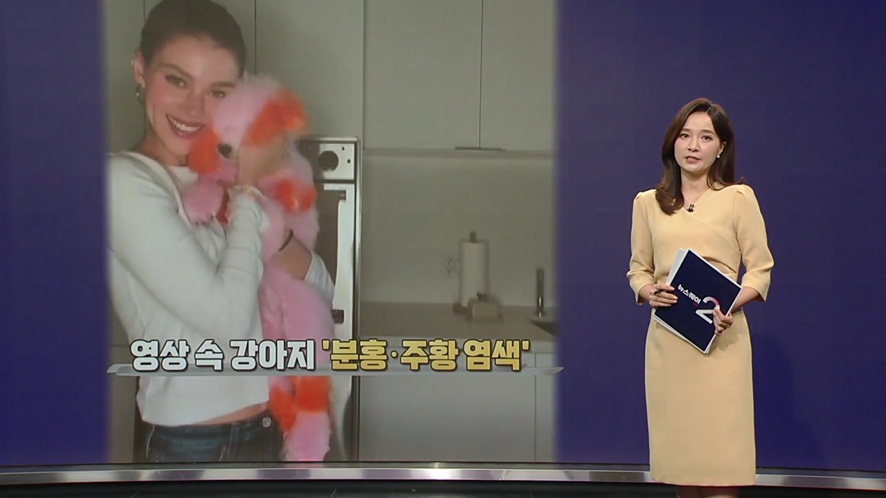 "동물은 액세서리가 아니다" 브루클린 베컴 '동물 학대 논란' [앵커리포트] / YTN