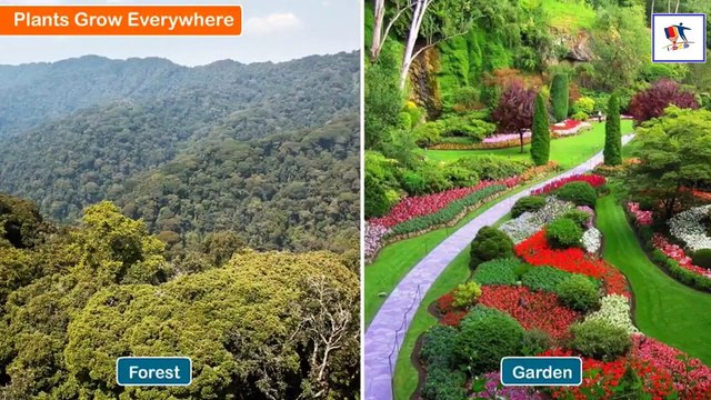 How Plants Grow From Seeds