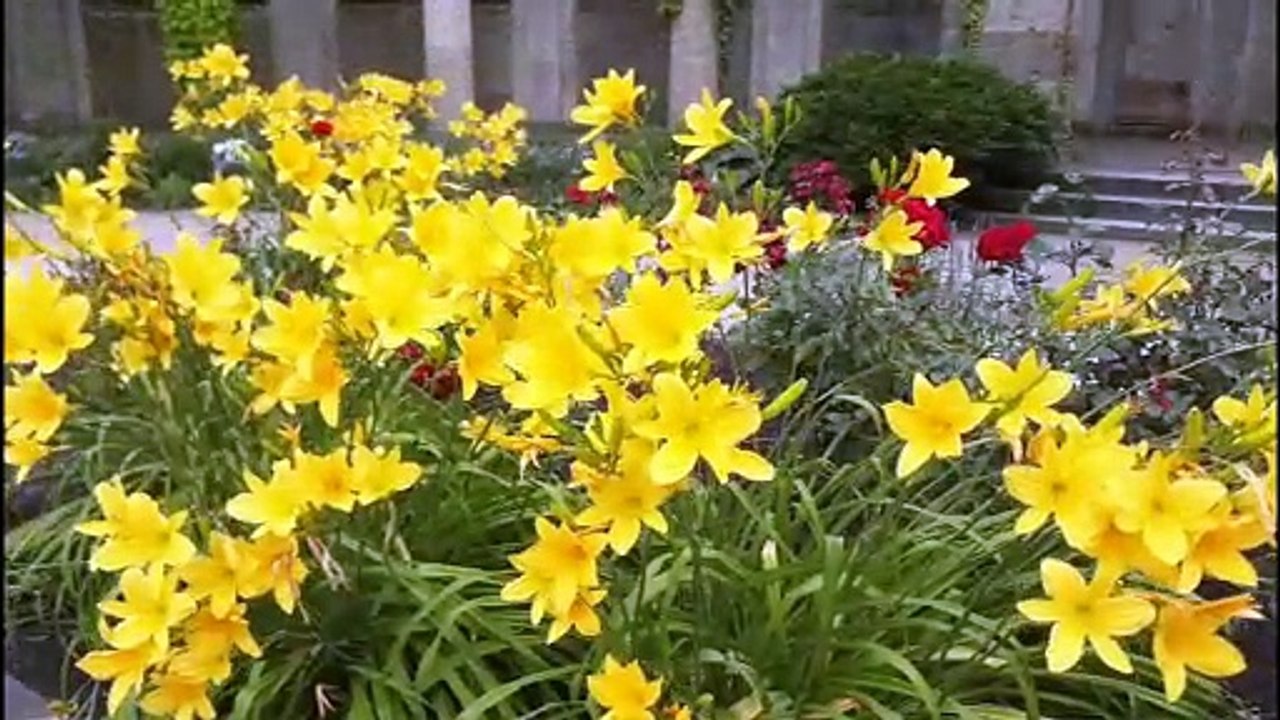 Der rosengarten im tiergarten