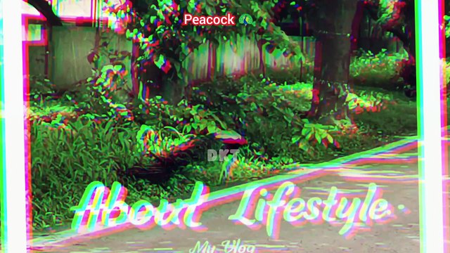 Peacock flying | Peacock dance | Peacock sound | Peacock opening feathers | मोर नृत्य | #peacockvoice #Peacocksound #mor #Peacockdance#Peacocksound #Peacockopeningfeathers #halfmoonbeach #mor #more #peacockvideo #morkiawaaz #peacockvoice #PeacocksOfNoid