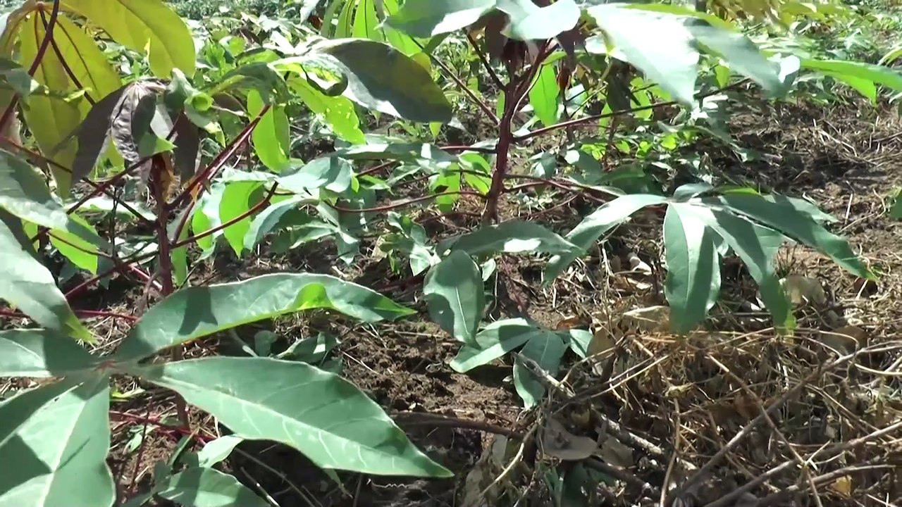 La Côte d’Ivoire va renforcer son système alimentaire dans 9 régions à travers le projet PRESACI