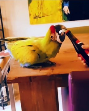 Try not to laugh | Don't laugh | Parrot open the bottle | entertainment | entertaining