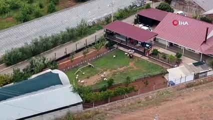 Gören onları biblo zannediyor ama onlar Antalya'nın Nijeryalı cüce keçileri