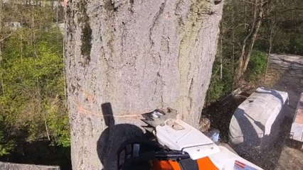 Symphony of steel and wood: Log removal orchestrated with precision and finesse