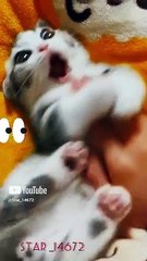__Cat cute__ #shorts #funny #001 #love  #cats @Star_14672 (1)