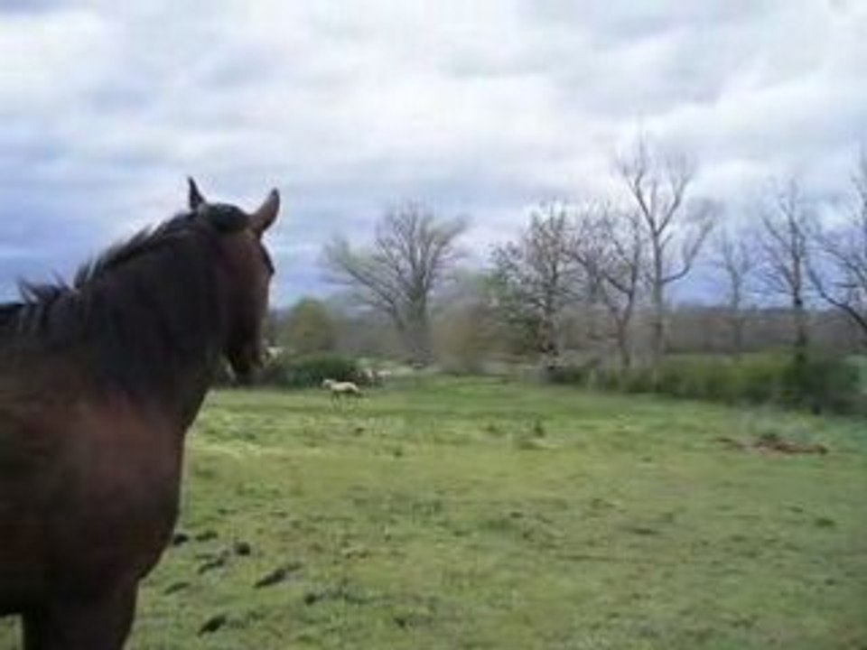 20-04-2008 Vidéo 1
