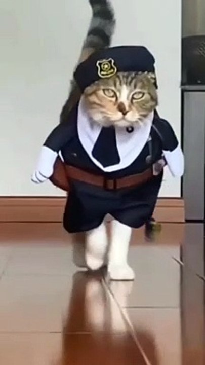 Beautiful dancing cats