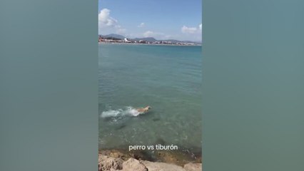 Es de lo más heroico que se recuerda: vean a este perro 'pelear' con un tiburón