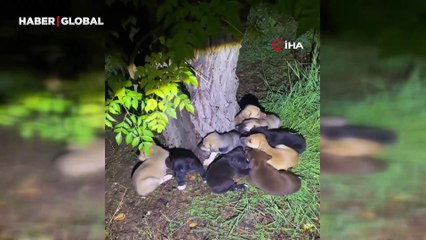 Yavru köpeklerin karnını doyuran bekçiler yürekleri ısıttı