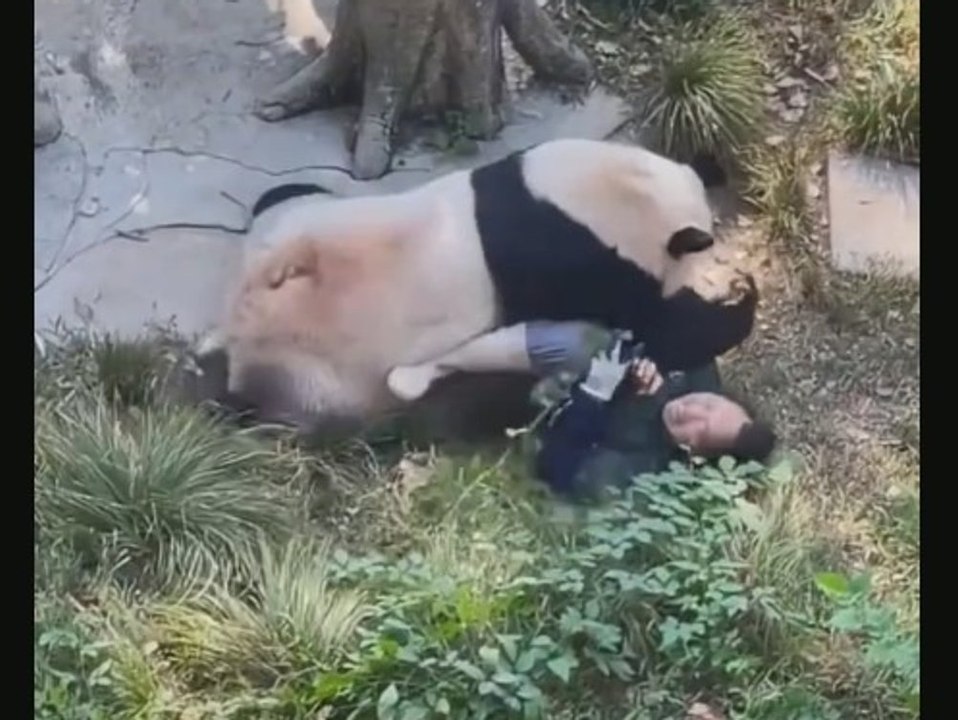 Schockierende Bilder: Panda greift Pflegerin an