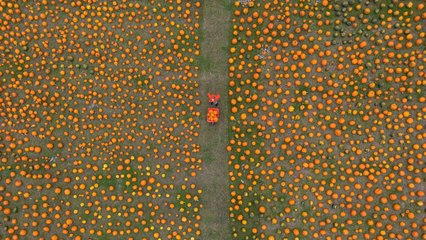 Thousands of pumpkins at farm in Nottinghamshire as Halloween approaches