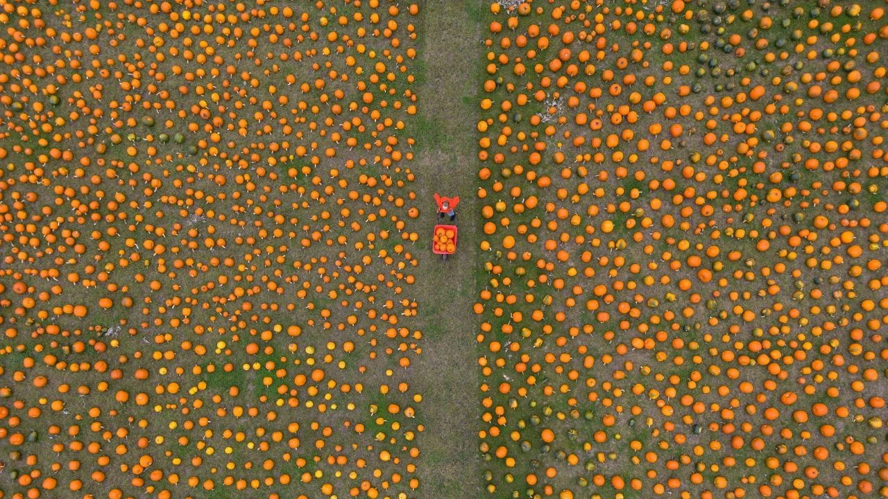 Thousands of pumpkins at farm in Nottinghamshire as Halloween approaches