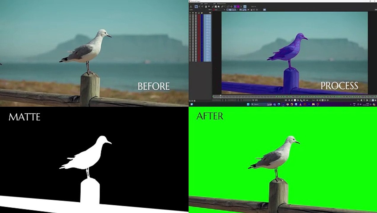 Rotoscopy of bird