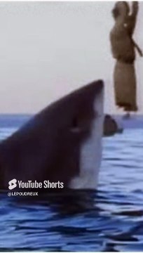 Les requins sont ils vraiment des prédateurs d'humains #requin #shark #survie #animaux
