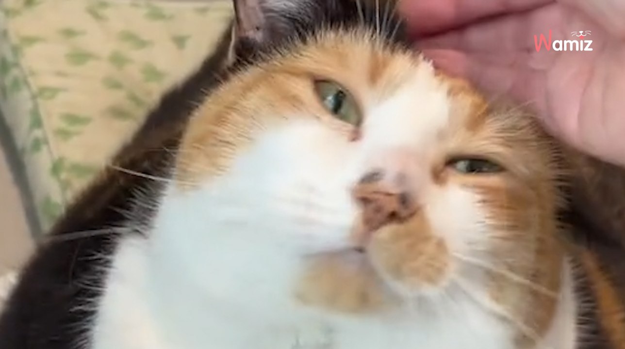 Pesée au refuge dès son arrivée, le poids de cette chatte montre qu'elle a été fortement négligée (vidéo)