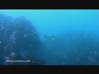 Lieu Jaune dans la Manche