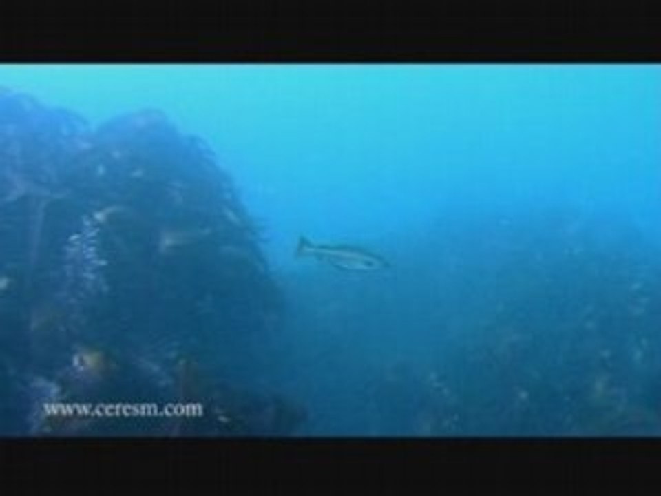 Lieu Jaune dans la Manche