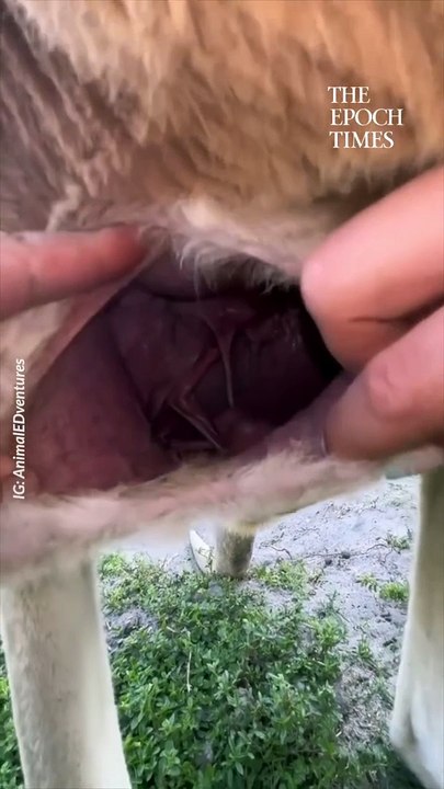 Il filme la croissance d'un kangourou dans la poche de sa maman et c'est magique