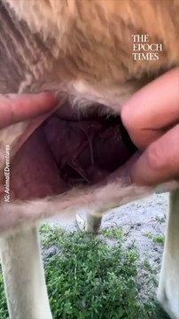 Il filme la croissance d'un kangourou dans la poche de sa maman et c'est magique