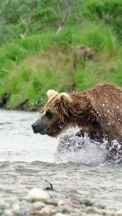 "A splash, a leap, and a catch – bears mastering the river!"