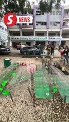 GISB Probe: Cops deny animal abuse and overzealous action allegations