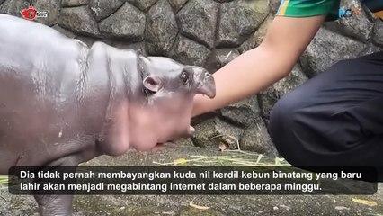Moo Deng Kuda Nil Kerdil Jadi Primadona di Kebun Binatang Thailand