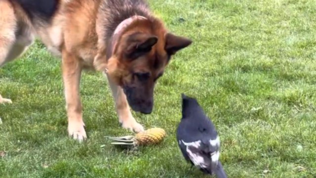Beak vs. Bite: Unlikely tug-of-war between a German shepherd and a crow
