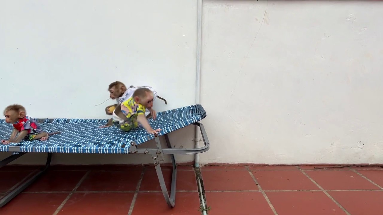 My Cute Little Baby Monkeys Looking So Cute While Playing
