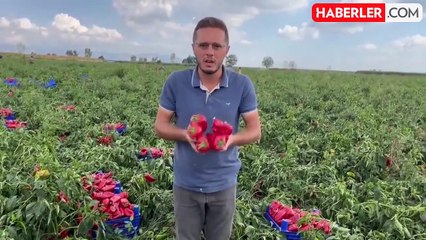 Ürünü tarlada kalan çiftçinin isyanı! Sözleri Dilan-Engin Polat çiftinin hoşuna gitmeyecek