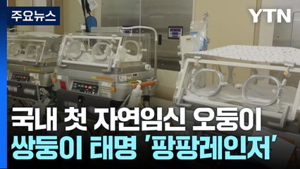 [뉴스NIGHT] 국내 최초 자연임신으로 태어난 '오둥이'...출산 선물도 5배 / YTN