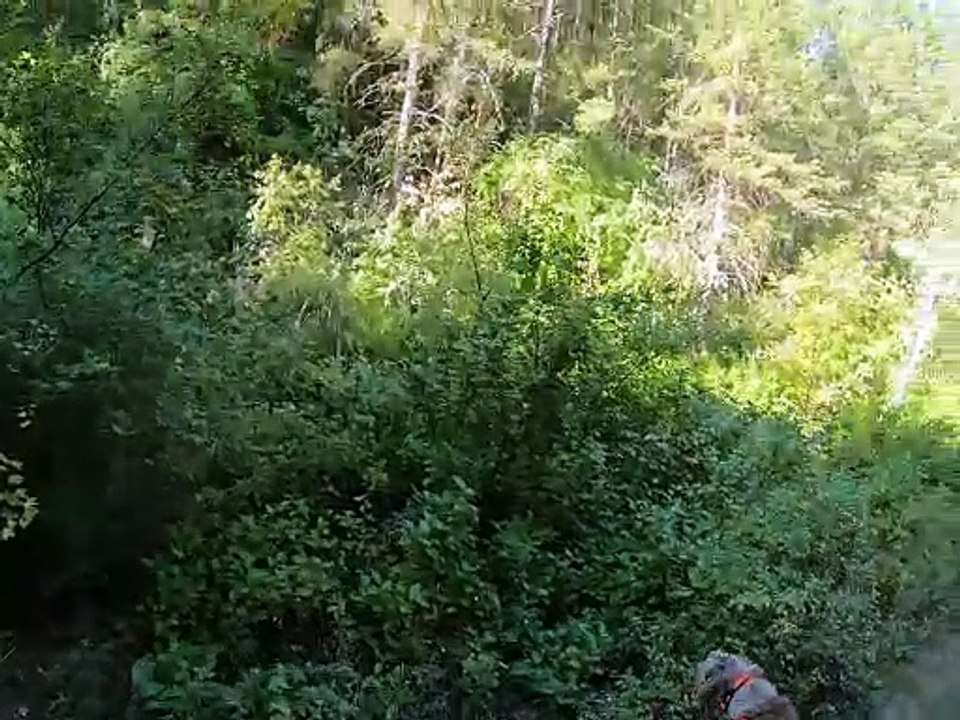 Willow first hunt Sep6