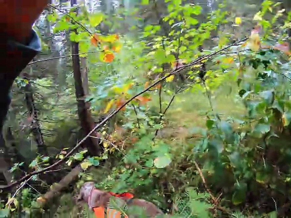 Willows second hunt Sep 11