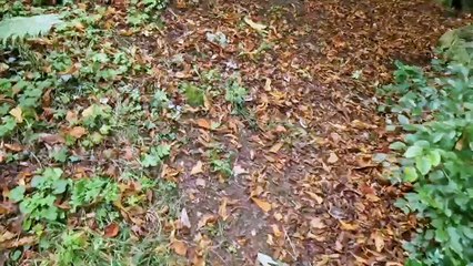 Autumn leaves in Swan Park, Buncrana, Co.Donegal