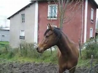 Vidéo2 20-04-2008
