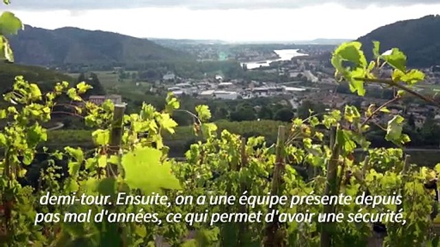Sur des coteaux pentus d'Ardèche, les vendanges de l'extrême