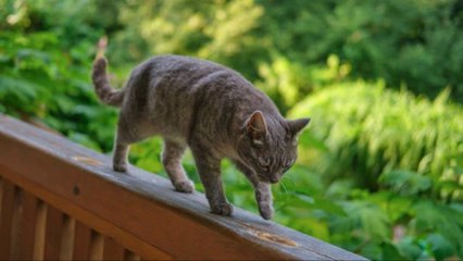 Un Gato Perdido Regresa A Casa Tras Un Viaje De Dos Meses Y 1.500 Km