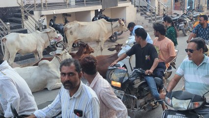 दूध निकालने के बाद सडक़ों पर छोड़ी जा रही गाएं रोक रही शहर का रास्ता