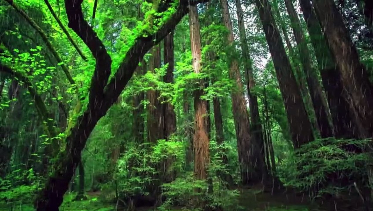 Rainforest Thunderstorm Sounds [10 minutes]