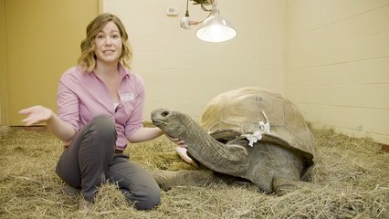 This Old Tortoise Goes On a Trip To the Windy City