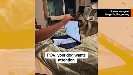 Hupaisa video: koira tekee kaikkensa saadakseen työhönsä uppoutuneen omistajan huomion