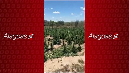 Operação conjunta desmantela grande plantação de maconha em Canapi