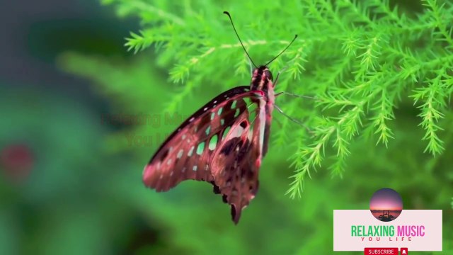 Flower With Mind RelaxatNatureion Music _ Calming Nature Sounds _ Sleeping Calm Music Relaxation