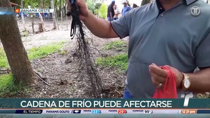 Panamá Oeste registra más de 30 casos de rabia paralítica