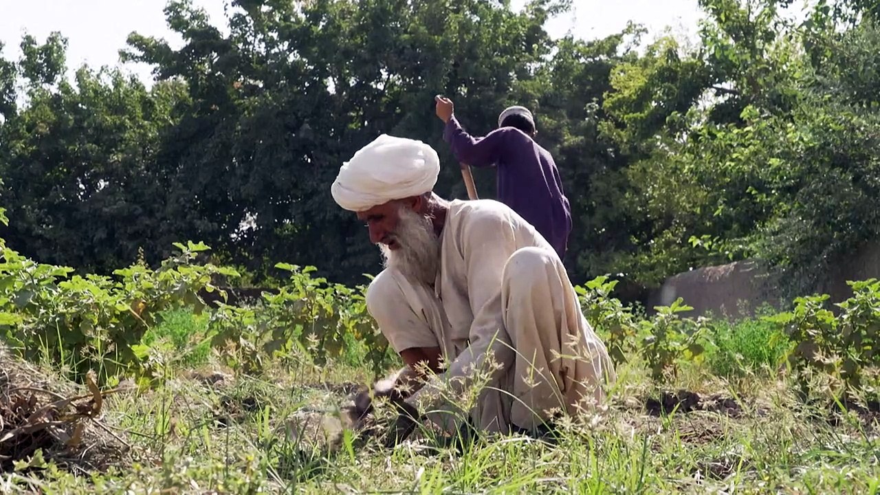 Dans le Helmand, l'opium ou la faim pour les paysans afghans