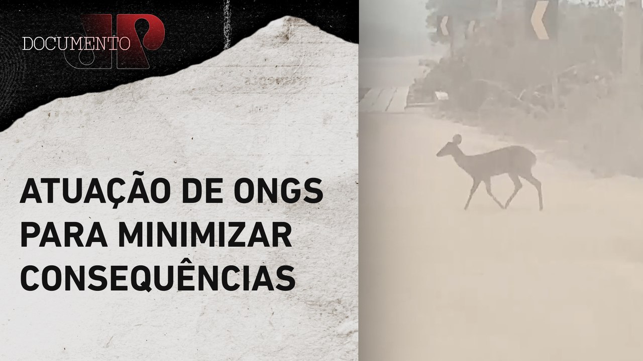 Impacto das queimadas para o meio ambiente e a vida animal | DOCUMENTO JP