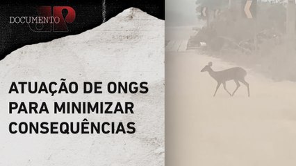 Impacto das queimadas para o meio ambiente e a vida animal | DOCUMENTO JP