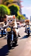 Cat  racing bike 