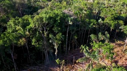 Desmatamento na Amazônia destruiu área equivalente ao território colombiano em 40 anos