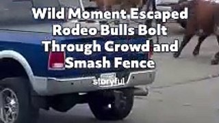 Wild Moment Escaped Rodeo Bulls Bolt Through Crowd and Smash Fence