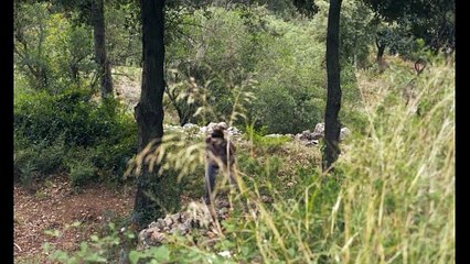 Los destellos - Trailer